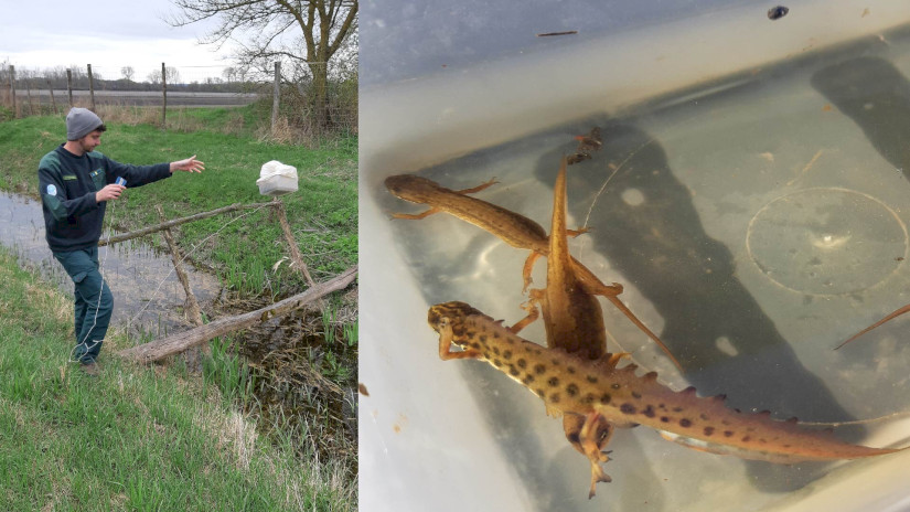Munkatársaink a Nagyberek csatornáinak, víztesteinek számos pontján gőtecsapdákat helyeznek el a tavasz folyamán, hogy felmérjék az ottani gőteállományt.