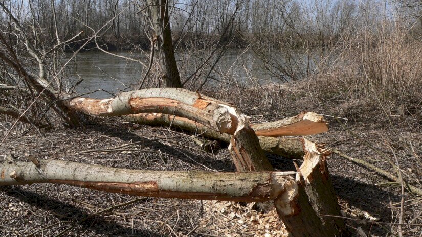 Mura-Dráva-Duna Bioszféra-rezervátum - hódrágta fa