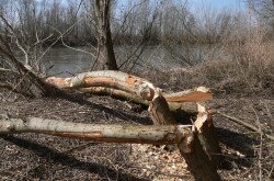 Mura-Dráva-Duna Bioszféra-rezervátum - hódrágta fa