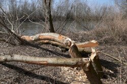 Mura-Dráva-Duna Bioszféra-rezervátum - hódrágta fa