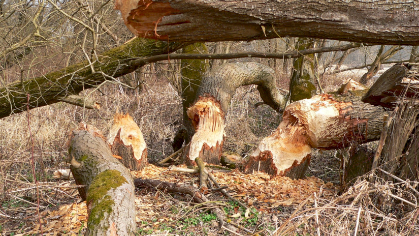 Mura - hódnyomok