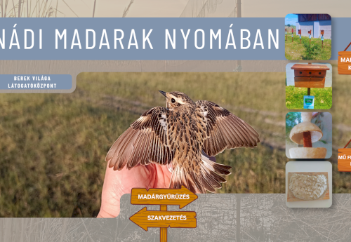 Nádi madarak nyomában