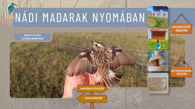 Nádi madarak nyomában