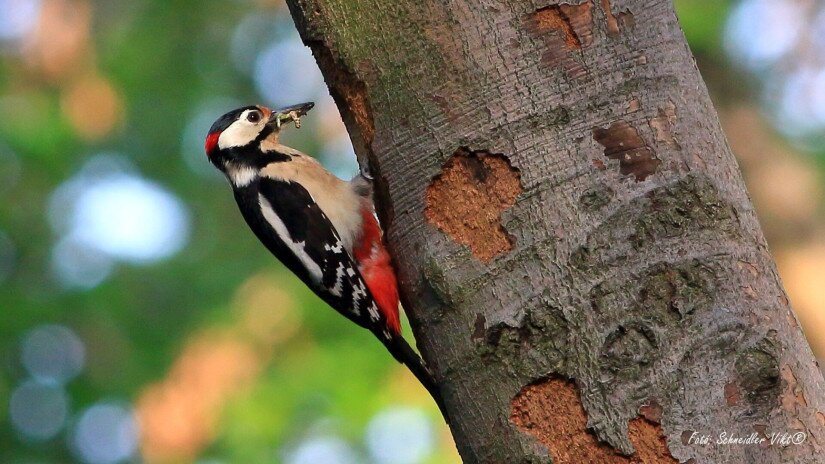 Nagy fakopáncs (Dendrocopos major)