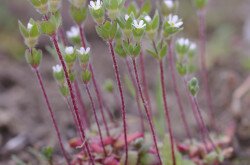 Nagy gombafű (Androsace maxima)