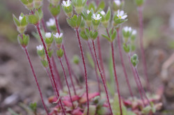 Nagy gombafű (Androsace maxima)