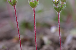 Nagy gombafű (Androsace maxima)