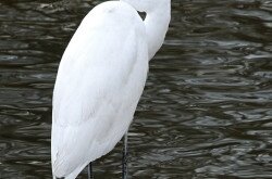 nagy kócsag (Ardea alba)