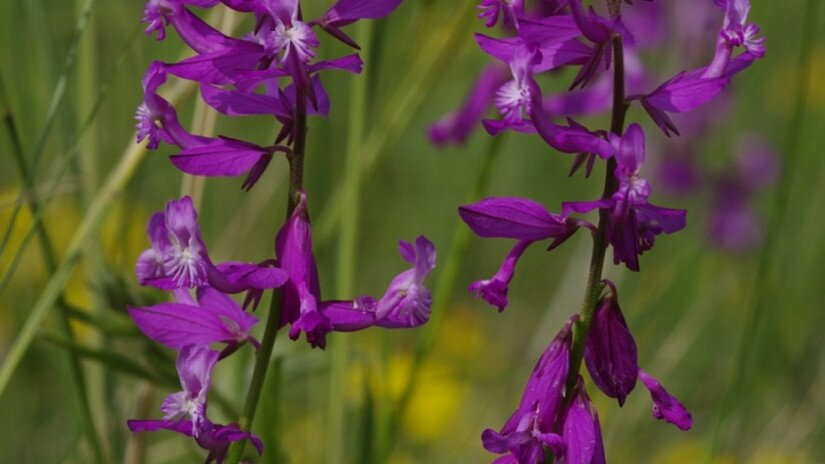 Nagy pacsirtafű (Polygala major)