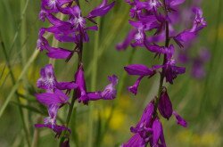 Nagy pacsirtafű (Polygala major)