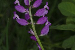 Nagy pacsirtafű (Polygala major)