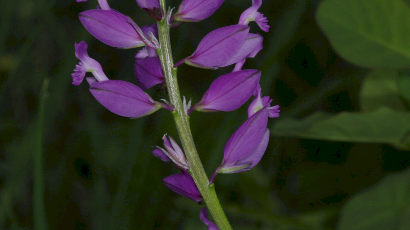 Nagy pacsirtafű (Polygala major)