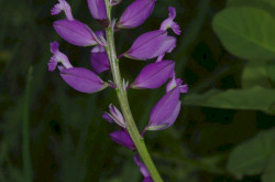 Nagy pacsirtafű (Polygala major)