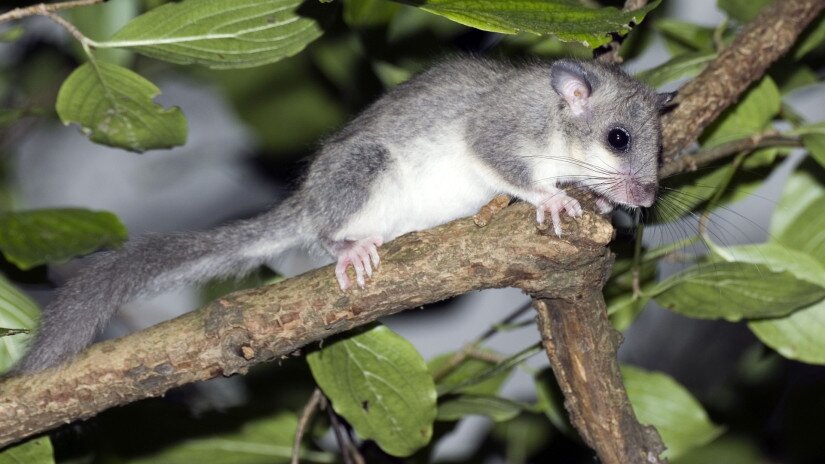 Nagy pele (Glis glis)