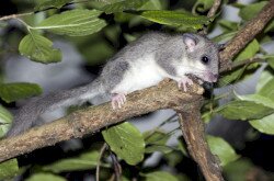 Nagy pele (Glis glis)