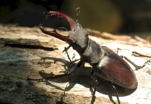 Rovarok