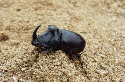 Nashornkäfer (Oryctes nasicornis)