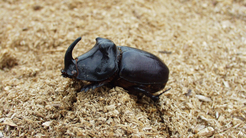 Nashornkäfer (Oryctes nasicornis)