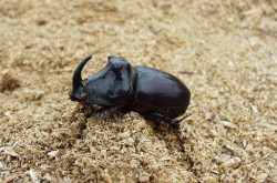 Nashornkäfer (Oryctes nasicornis)