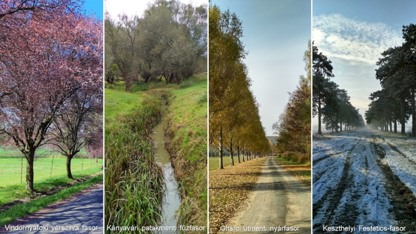 Négy évszak – négy fasor