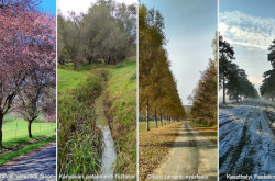 Négy évszak – négy fasor