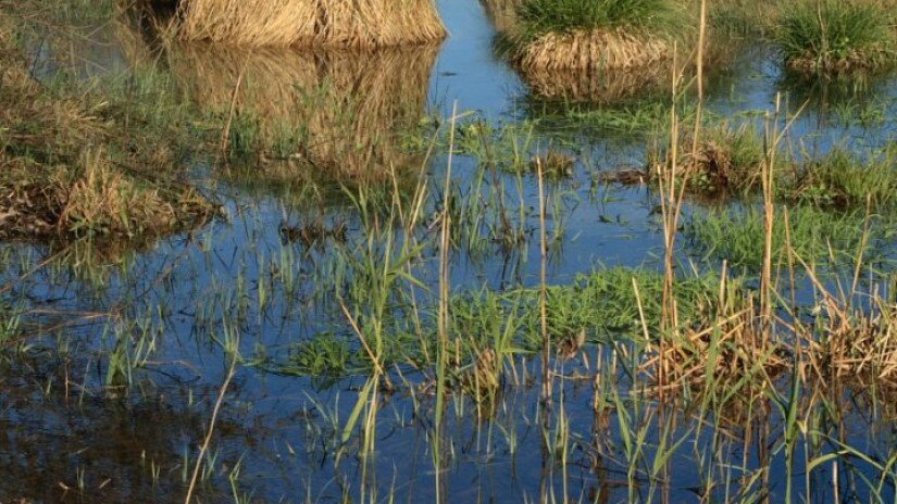 Nemeshany - vizes élőhely - zergebogláros