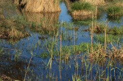 Nemeshany - vizes élőhely - zergebogláros