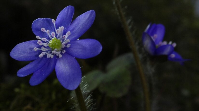 Nemes májvirág (Anemone hepatica)