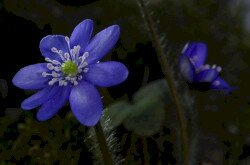 Nemes májvirág (Anemone hepatica)