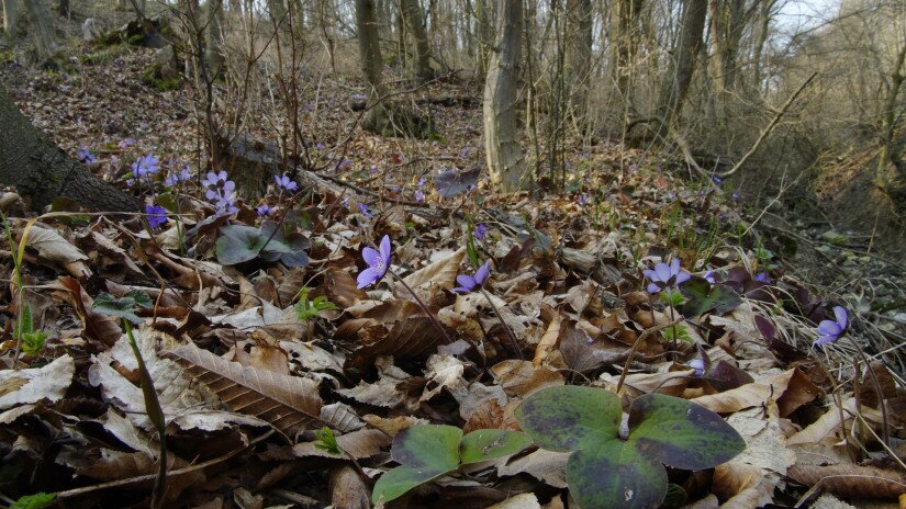 Nemes májvirág (Anemone hepatica)