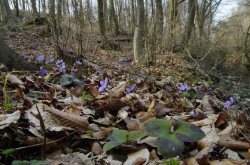 Nemes májvirág (Anemone hepatica)