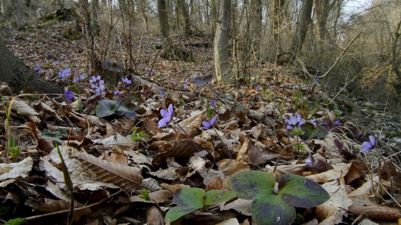Nemes májvirág (Anemone hepatica)