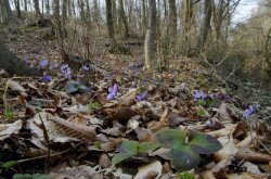 Nemes májvirág (Anemone hepatica)