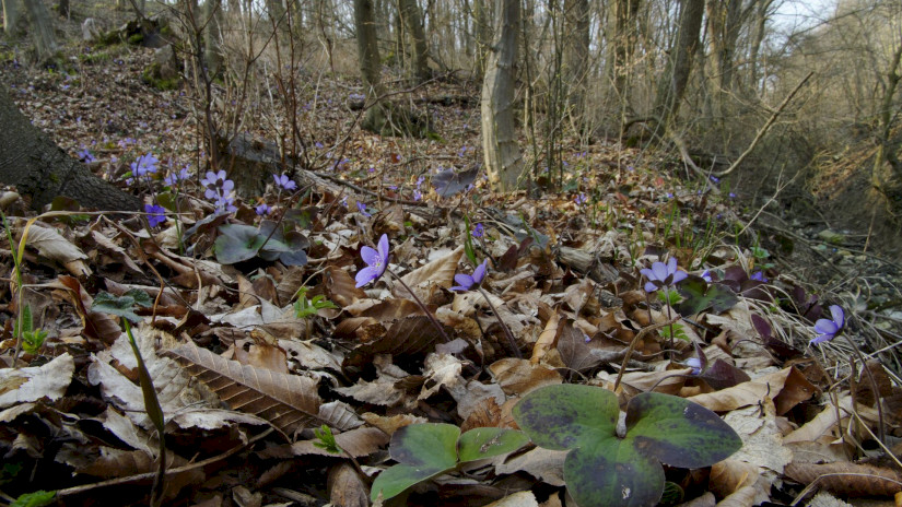 Nemes májvirág (Anemone hepatica)