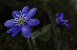 Nemes májvirág (Anemone hepatica)