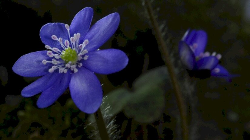 Nemes májvirág (Anemone hepatica)