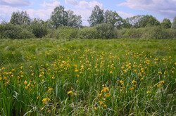 Nőszirmok a Kis-Balatonon