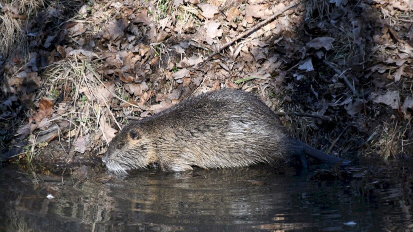 Nutria