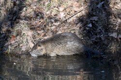 Nutria