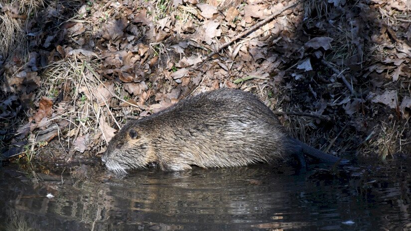 Nutria