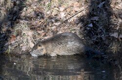 Nutria