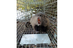 Nutria a csapdában