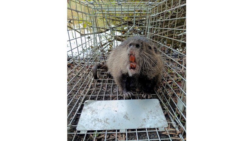 Nutria a csapdában