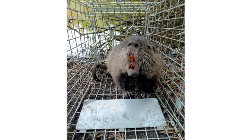 Nutria a csapdában