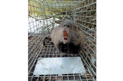 Nutria a csapdában