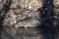 Nutria a patakparton