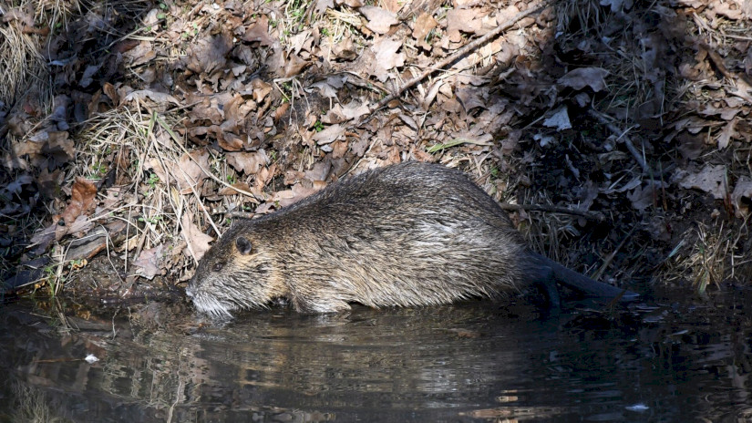 Nutria a patakparton