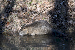 Nutria a patakparton