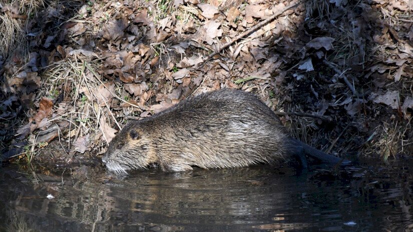 Nutria a patakparton