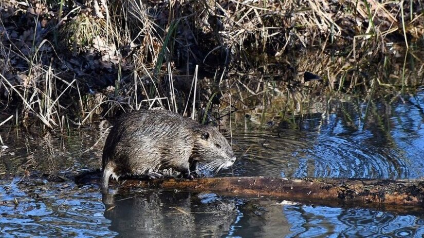 Nutria